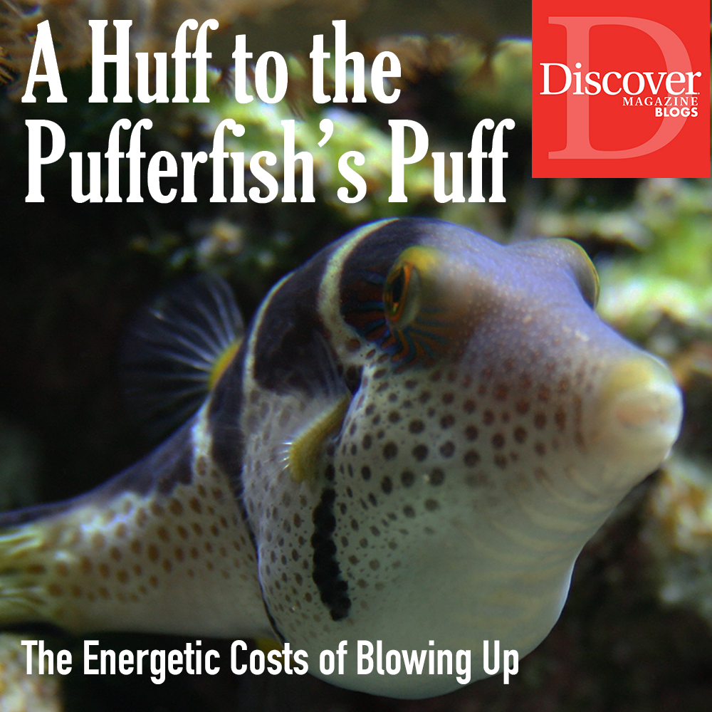 Pufferfish puff for Discover Magazine Blogs