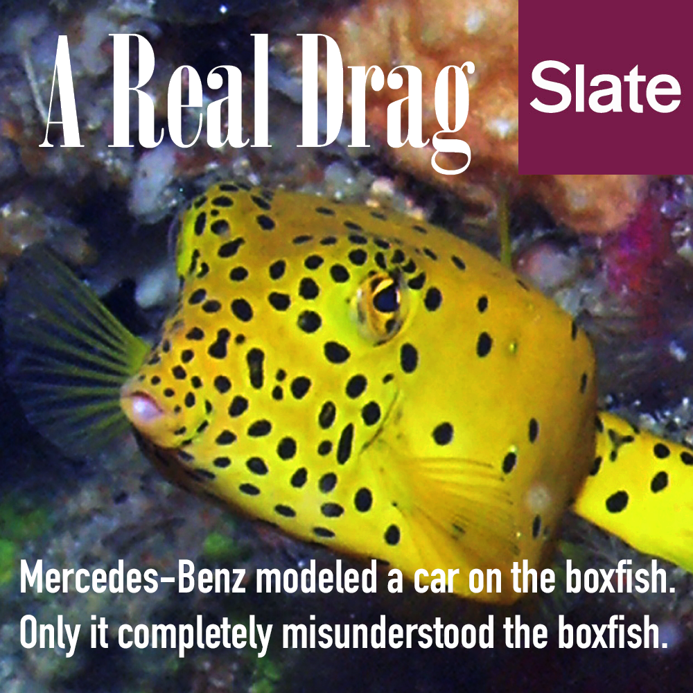 Boxfish article for Slate magazine 